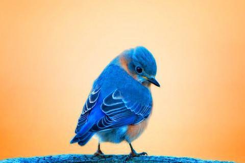臨時収入５万円 青い鳥の画像がとにかくスゴイ ヤフオクamazonアフィリエイトで売上アップ じゅりあの おうちdeラスベガス
